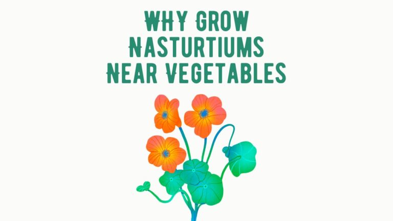 Grow Nasturtiums Near Vegetables
