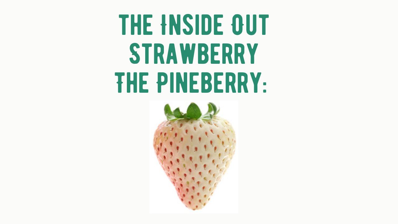 The Pineberry aka Albino Strawberry