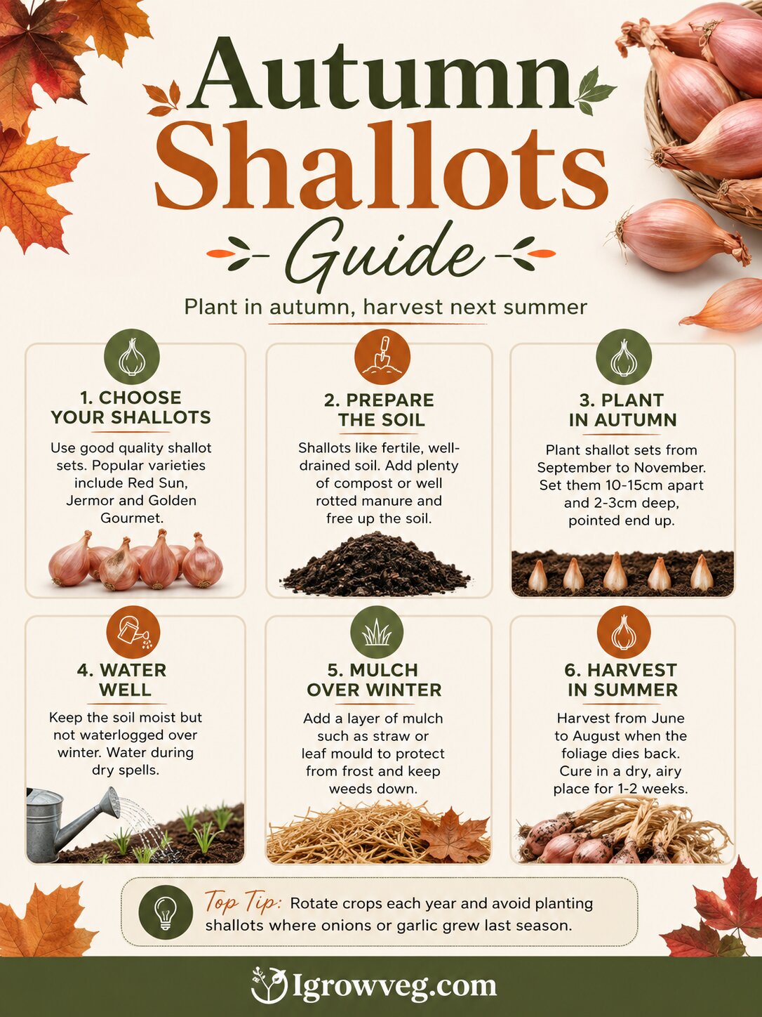 Autumn Shallots: From Overwintering to Gourmet Harvest