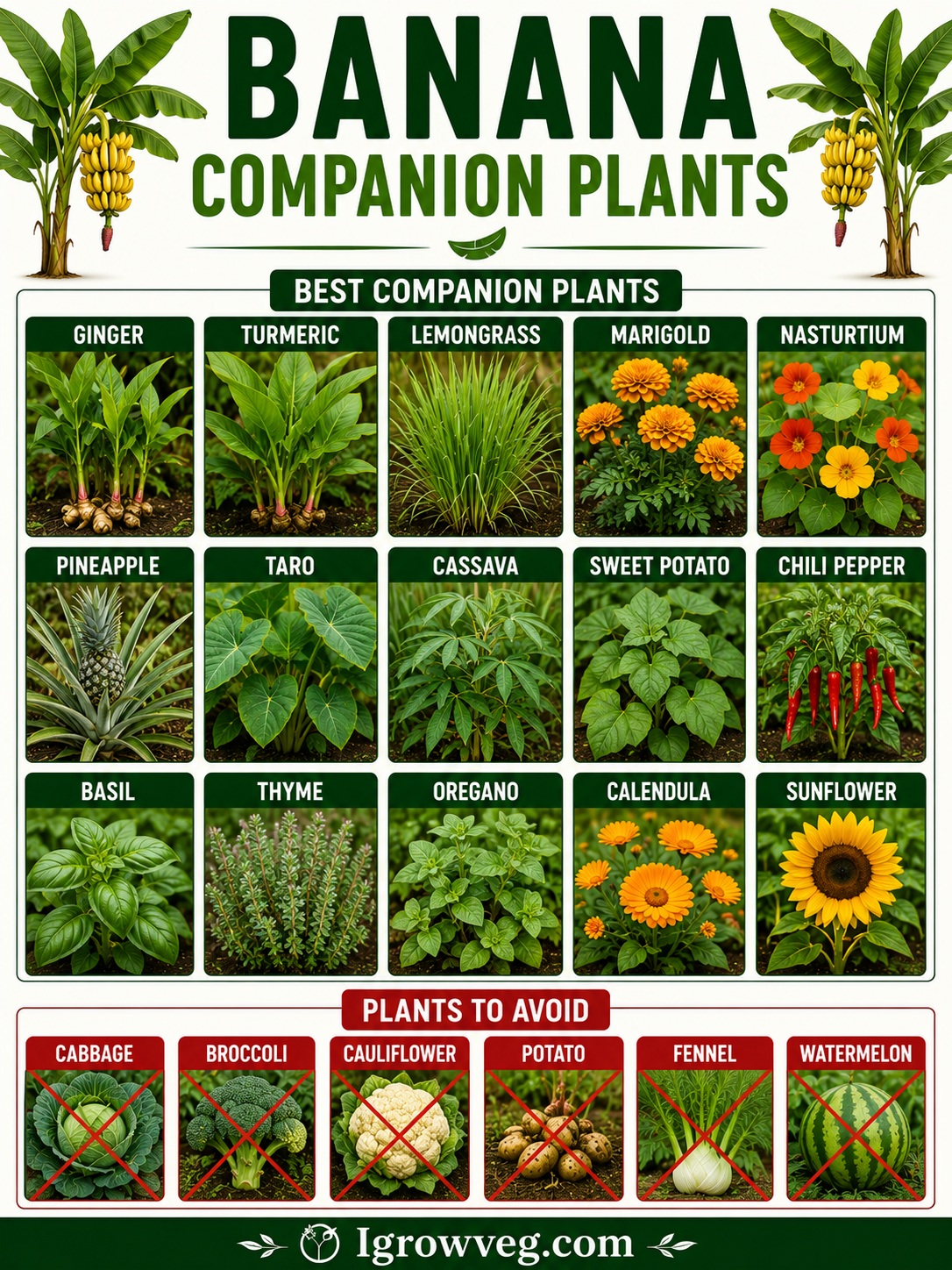 Banana Companion Plants Infographic
