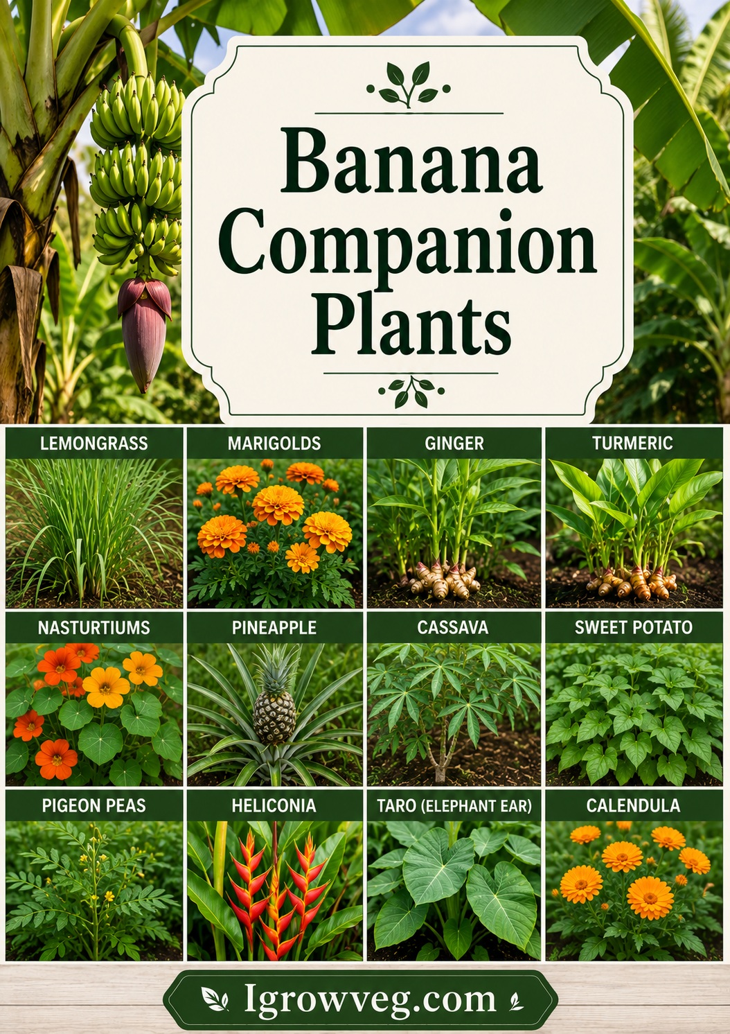Banana Companion Plants