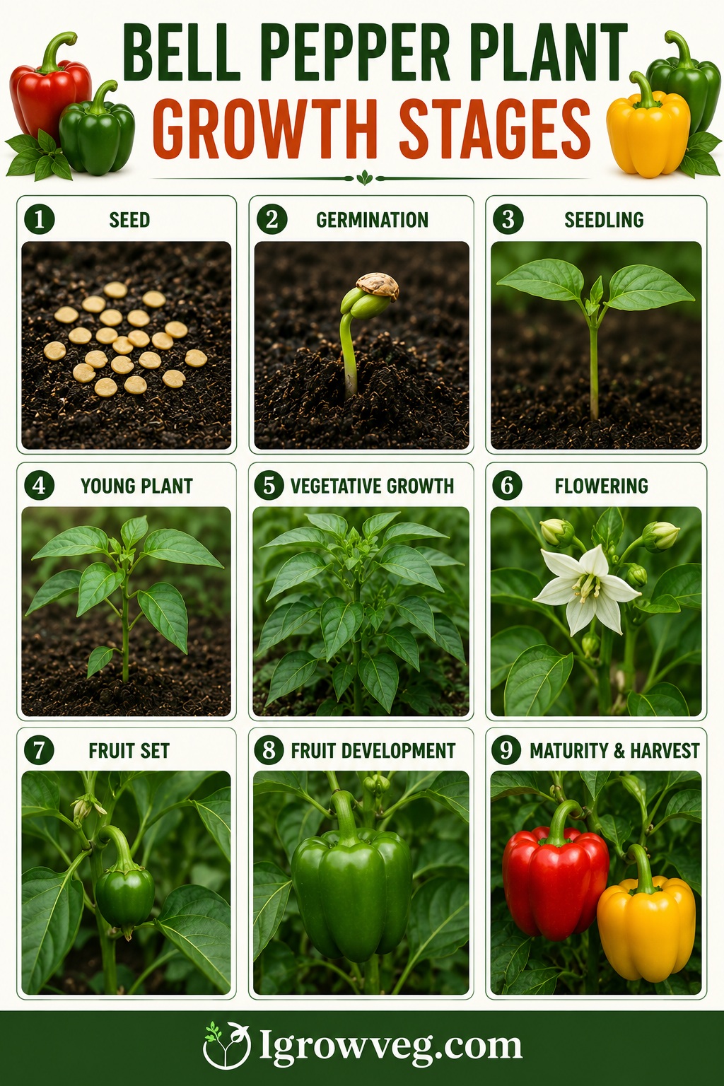 Bell Pepper Plant Growth Stages Infographic