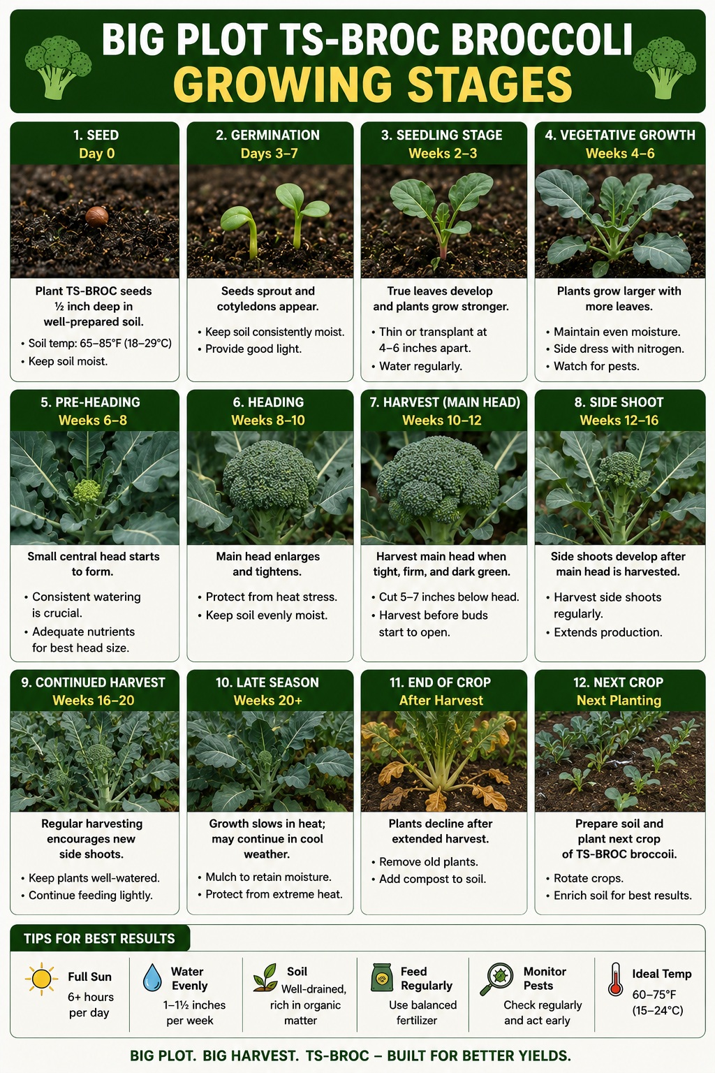 Big Plot TS-BROC Broccoli Growth Stages Infographic