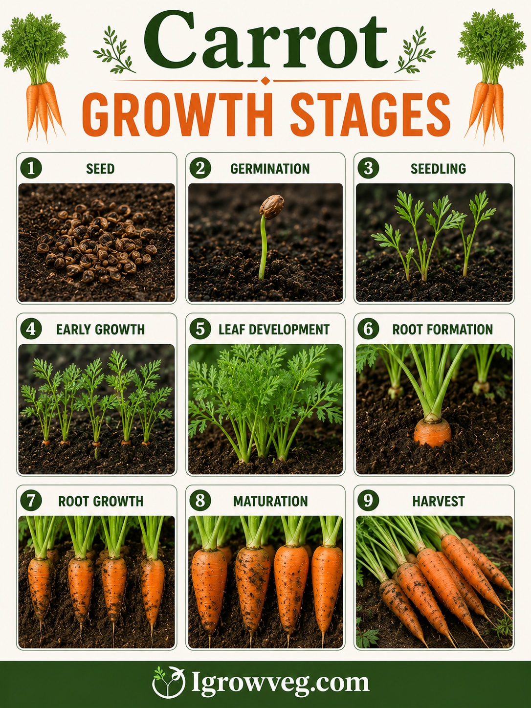 Carrot Growth Stages Infographic