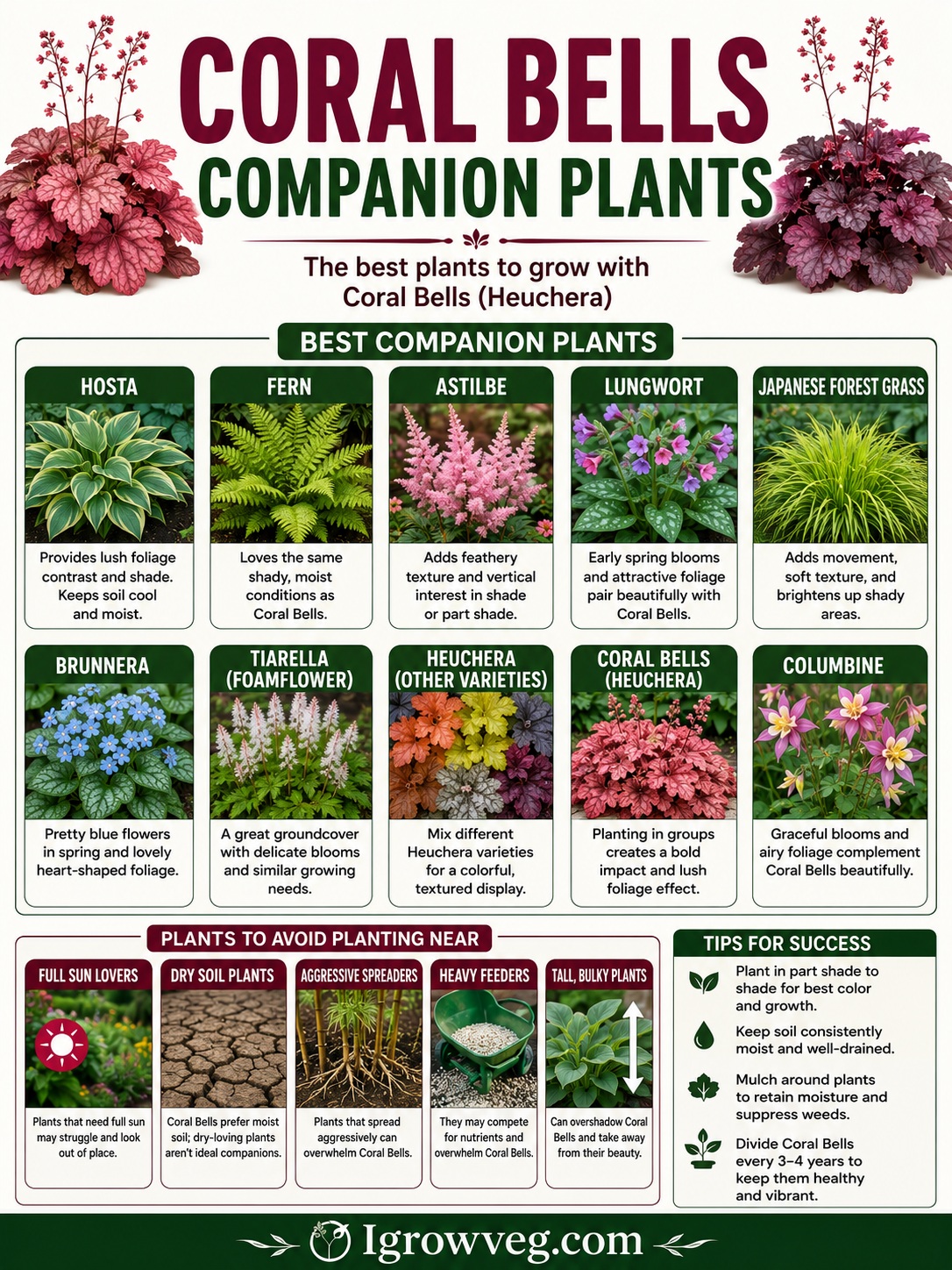 Coral Bells Companion Plants Infographic