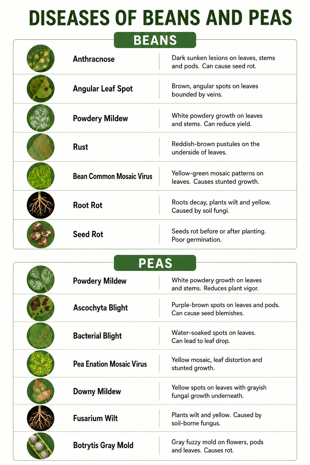Common Diseases of Beans and Peas