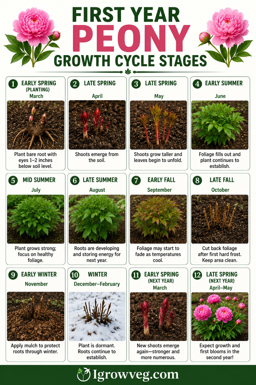 First Year Peony Growth Cycle Stages Infographic
