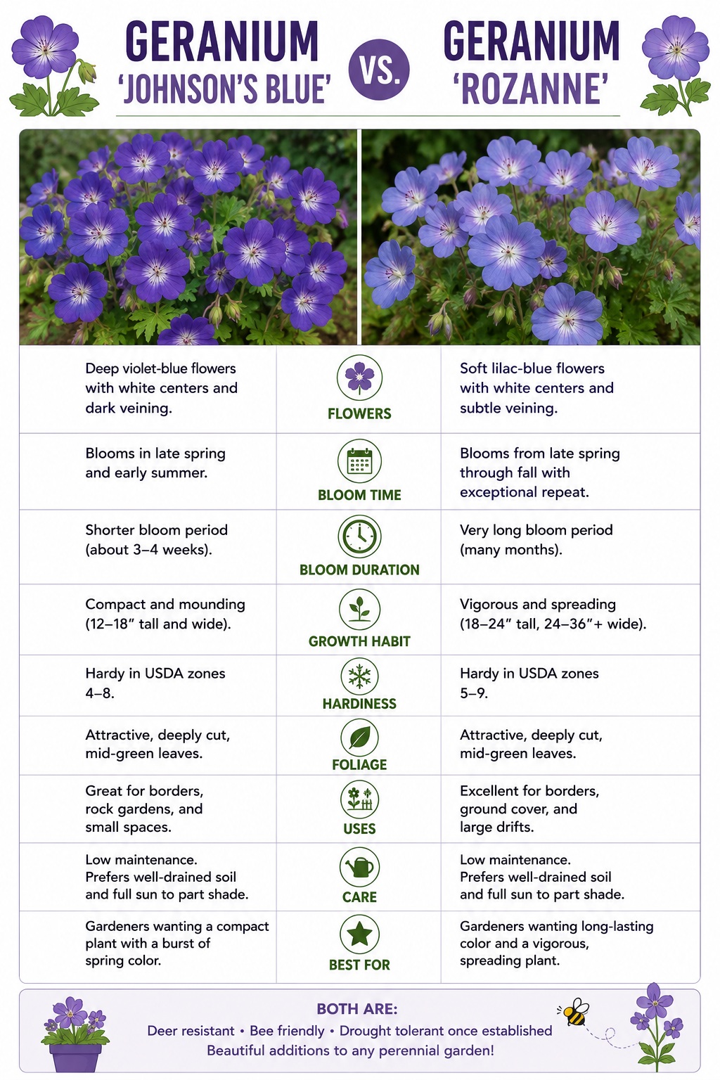Geranium Johnson's Blue vs. Rozanne