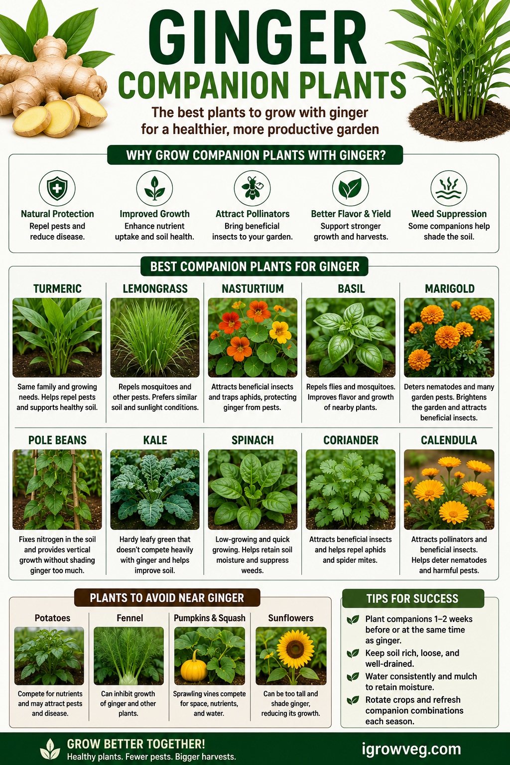 Ginger Companion Plants Infographic