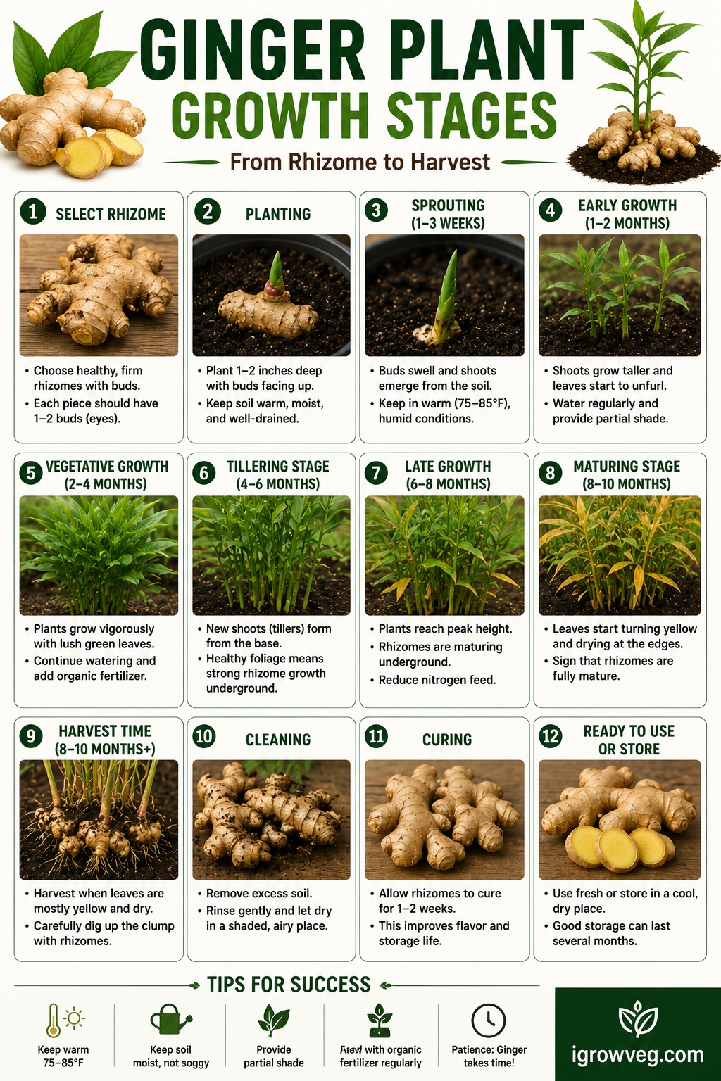 Ginger Plant Growth Stages Infographic
