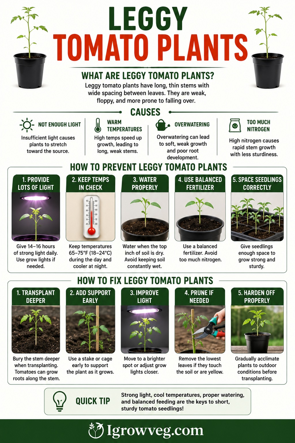 Leggy Tomato Plants Infographic