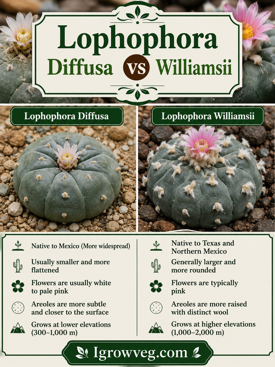 Lophophora Diffusa vs Williamsii Infographic