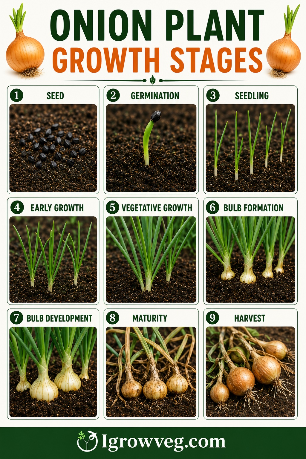 Onion Plant Growth Stages Infographic