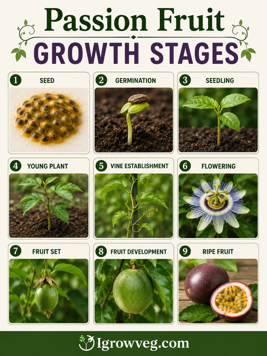 Passion Fruit Growth Stages