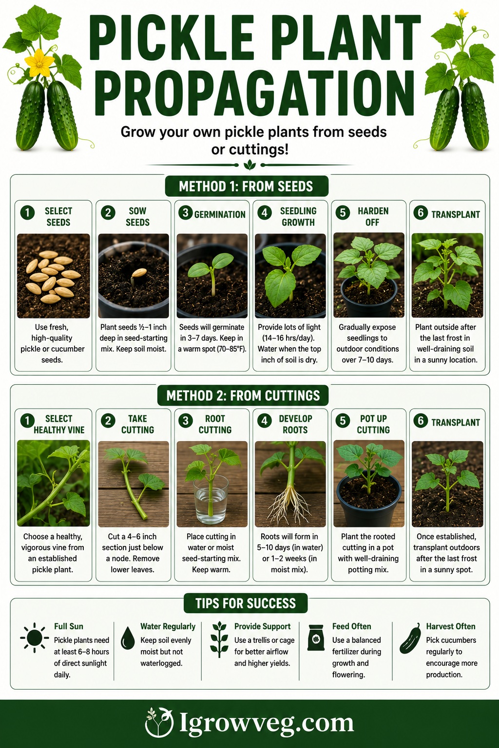 Pickle Plant Propagation Infographic
