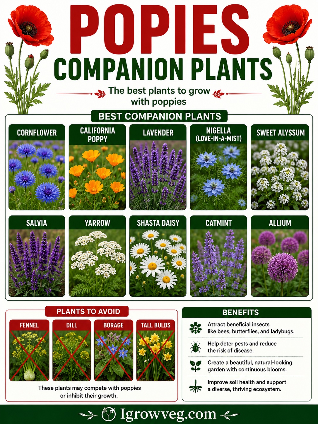 Poppies Companion Plants Infographic