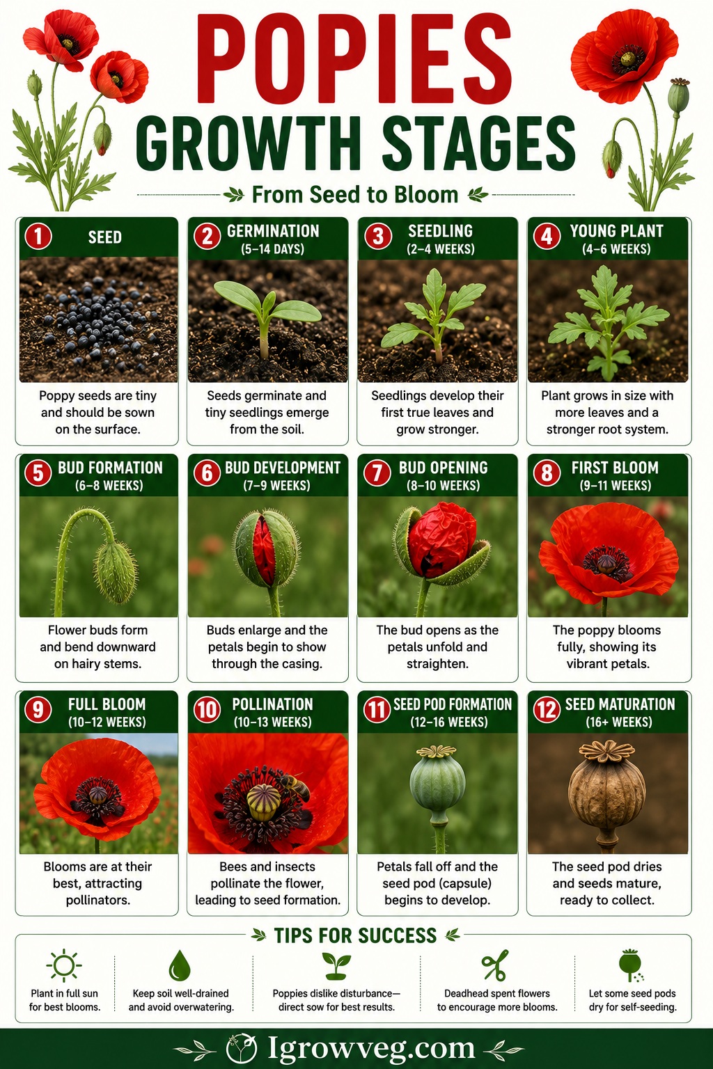 Poppies Growth Stages Infographic