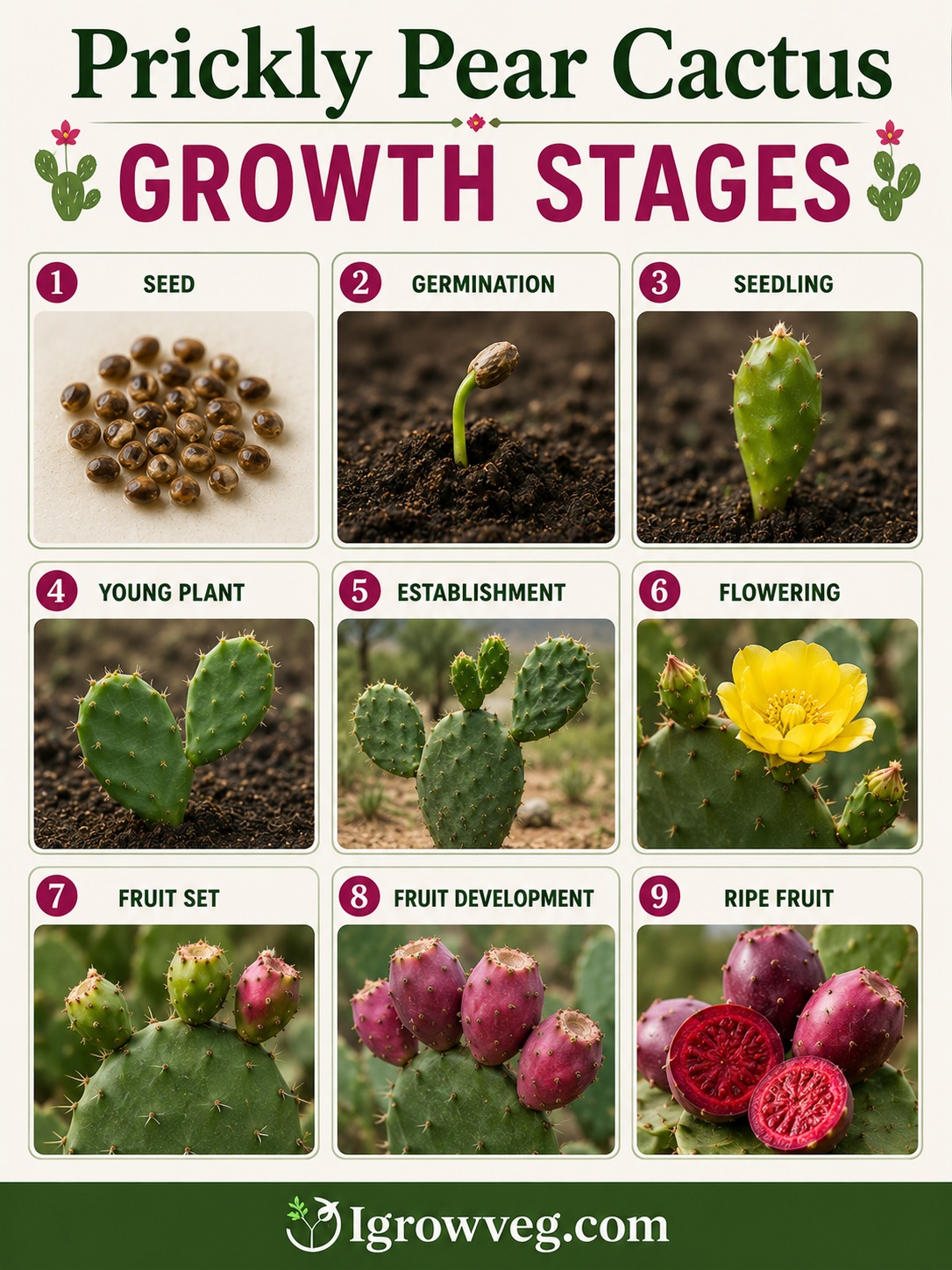 Prickly Pear Cactus Growth Stages