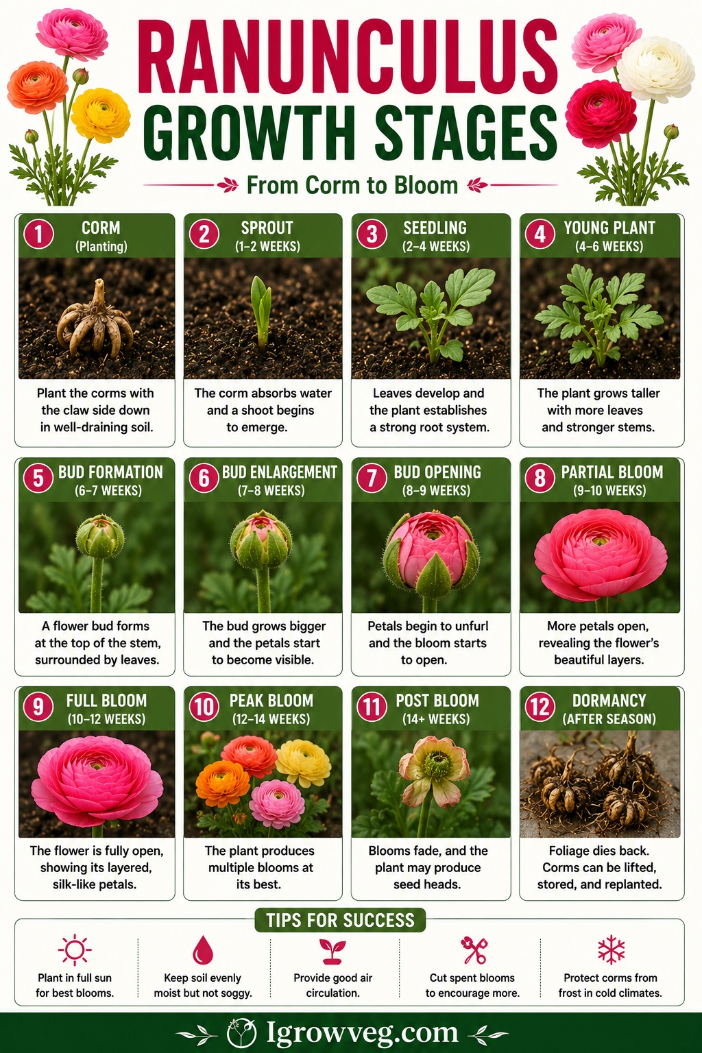 Ranunculus Growth Stages Infographic