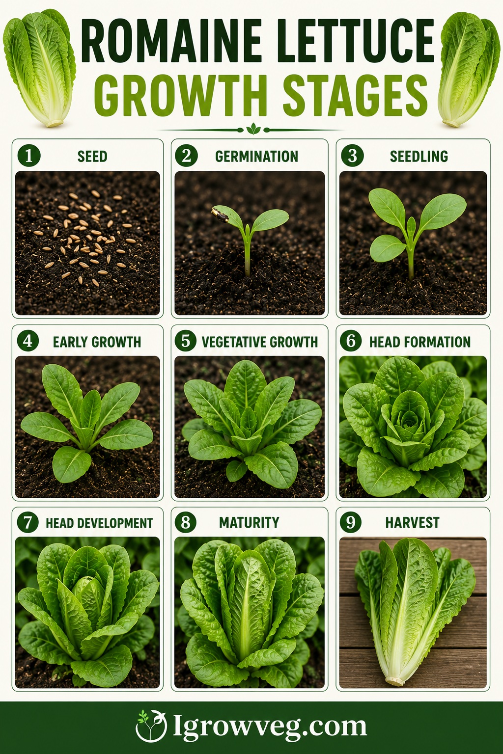 Romaine Lettuce Growth Stages Infographic