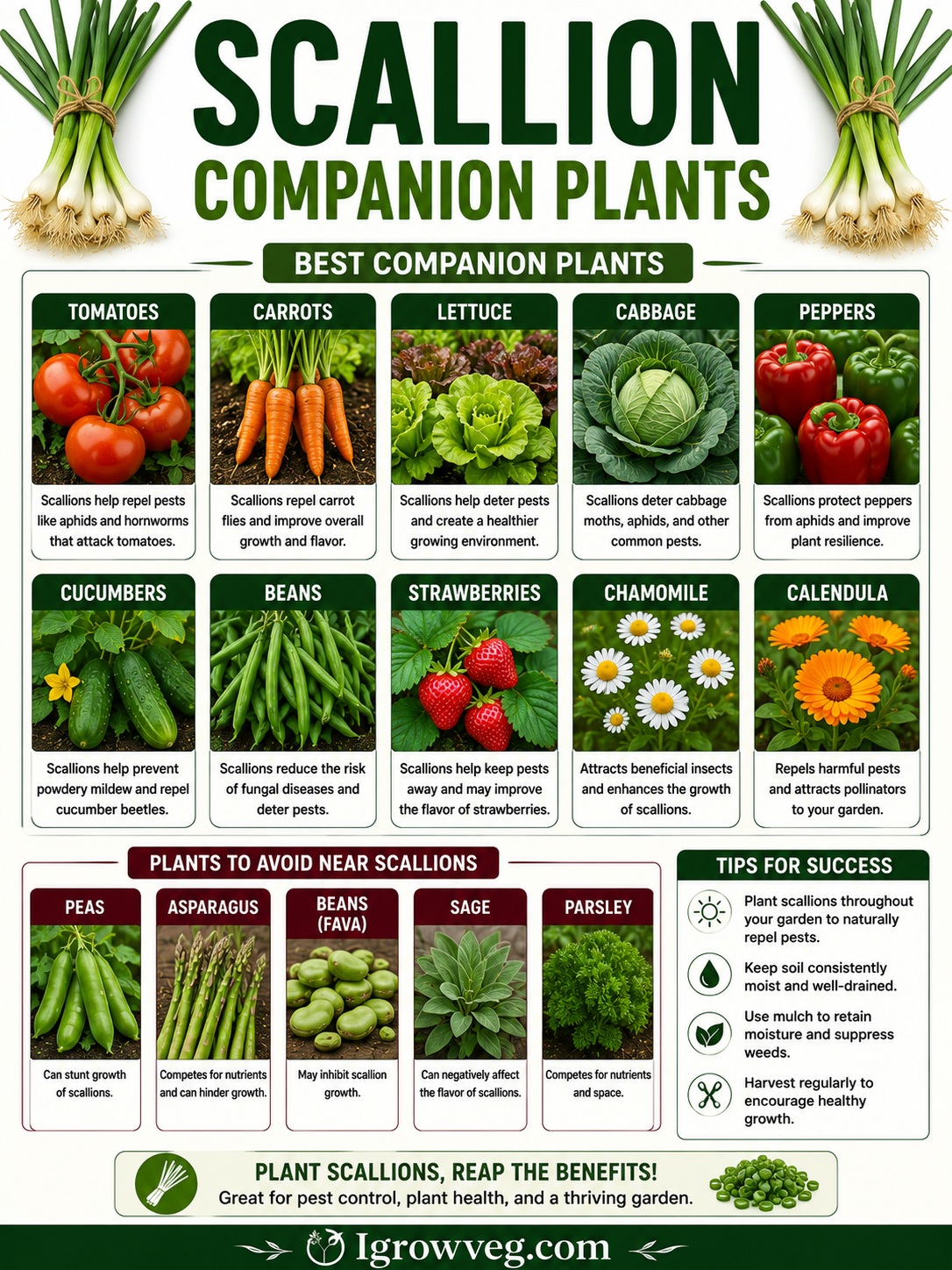 Scallion Companion Plants Infographic