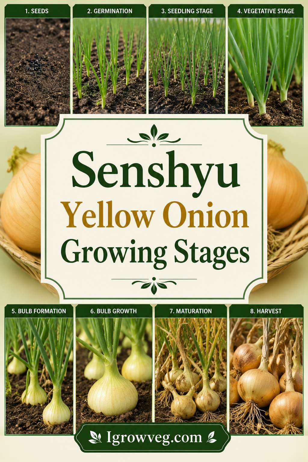 Senshyu Yellow Onion Variety Growing Guide