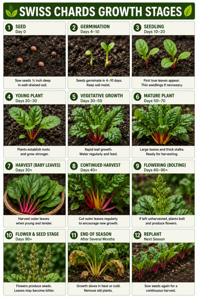 Growing Chard: Planting, Caring, Harvesting Swiss Chards - I Grow Veg