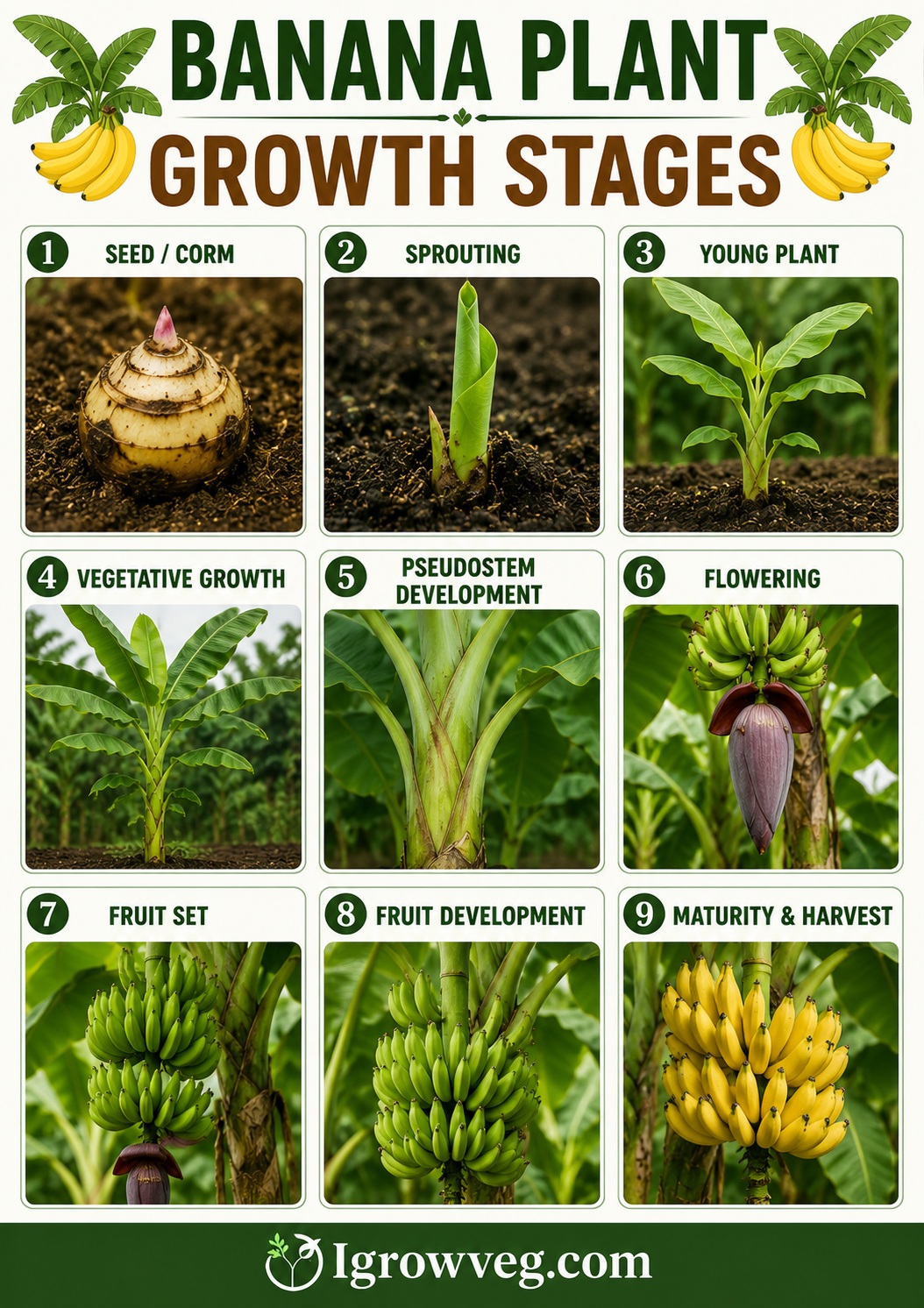 Banana Plant Growth Stages: Sucker to Tropical Harvest