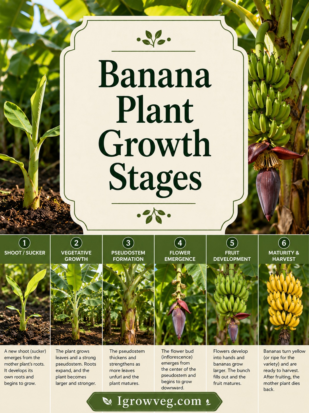 Banana Plant Growth Stages: Sucker to Tropical Harvest